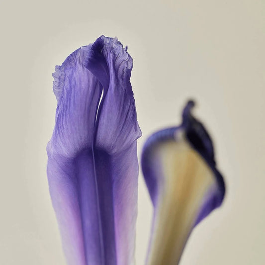 Close-up of a delicate purple flower petal showcasing intricate textures and soft colors.